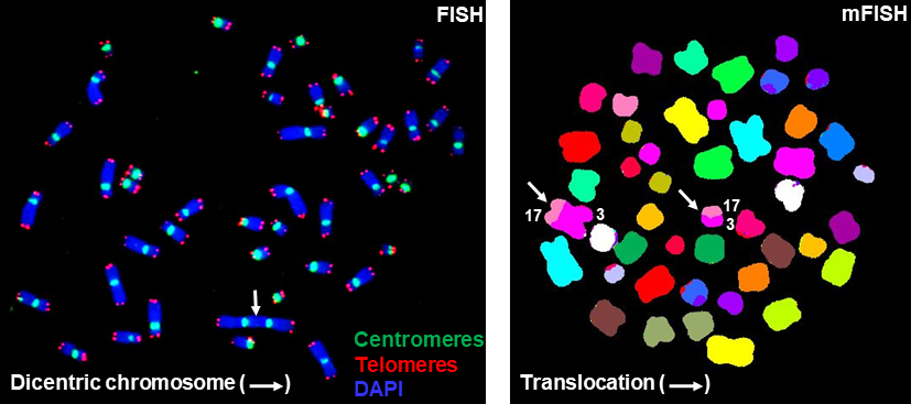 Example of multicolor fluorescence in situ hybridization (FISH) technique for chromosome study