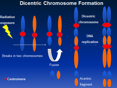 Illustration of dicentric chromosome formation process