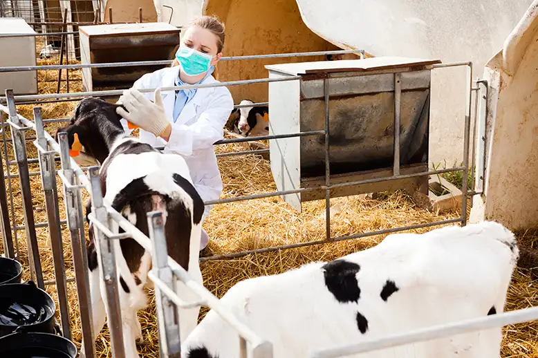 livestock.webp