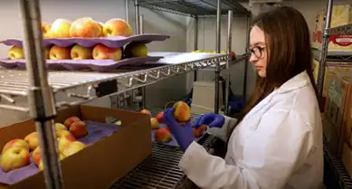 Holly Bartholomew’s research aimed to combat food waste and human health concerns in response to blue mold decay of pome fruit. (Photo Credit: Steve Ausmus)