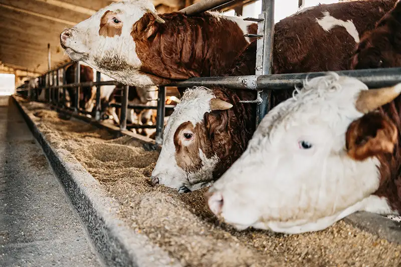 animal-production.webp